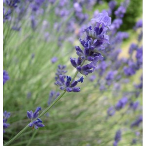 Primo piano di una pianta di lavanda in fiore.