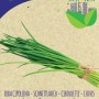 Confezione di semi di erba cipollina (Allium schoenoprasum) per erbe aromatiche.