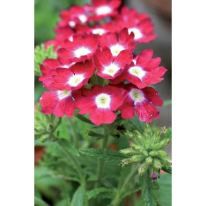 Pianta da balcone t.b.t. fiorita con fiori rossi e centro bianco.