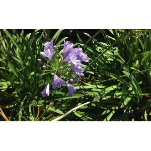 Agapanto in fiore, una pianta perenne decorativa e resistente.