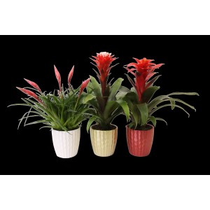 Tre Tillandsia bromelie in vasi (bianco, oro, rosso) con fiori rossi.