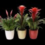 Tre Tillandsia bromelie in vasi (bianco, oro, rosso) con fiori rossi.