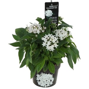Pentas Bee Bright White in vaso: arbusto a cinque petali con fiori bianchi, ideale per balconi e terrazze.