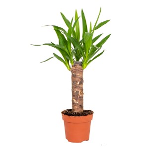 GROW by OBI Palma di Giglio (Yucca Elephantipes) in vaso, palma da interno con foglie verdi.