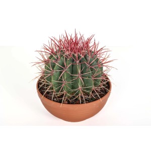Cactus rotondo con spine rosse in vaso.