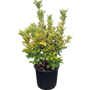 t.b.t. in vaso, foglie verdi con bordo giallo. Evonomo per giardino e balcone.