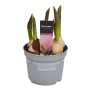 Tulipani in vaso, giovani fioriture della varietà ornamentale 't.b.t.' in vaso grigio.