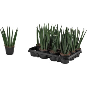 Sansevieria zeylanica 'Fan' in vaso da 12 cm, succulenta facile da curare.