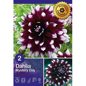 Dalia rosso scuro 'Mystery Day' con punte bianche, bulbo da fiore per aiuole e giardini.