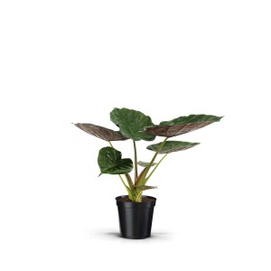 t.b.t. pianta d'appartamento in vaso nero, foglie verdi.