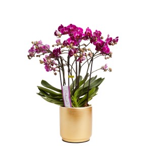 Orchidea rosa fiorita in vaso dorato.