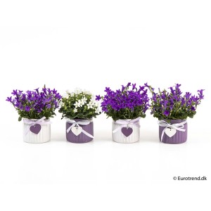 Piante di Campanula fiorite in vasi con decoro a cuore, vari colori.