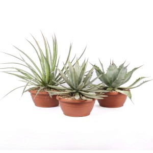 Agave Mix piante grasse vaso Ø 25 cm