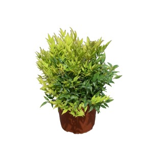 Arbusto t.b.t. in vaso con foglie verdi e gialle.