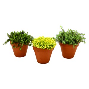 Tre diverse piante di Cactus in vaso.