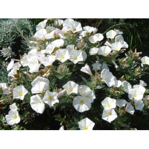 t.b.t. con fiori bianchi, primo piano. Ulteriori arbusti per il giardino.