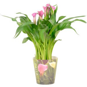 Calla da interno in vaso, vari colori, dimensioni del vaso circa 12 cm.