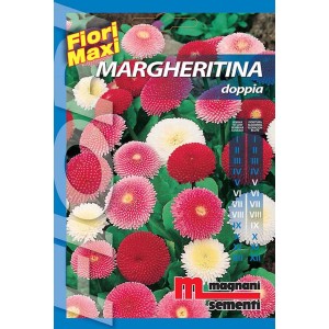 Confezione di semi di margherite 'Margheritina Doppia' con fiori rossi, rosa e bianchi.