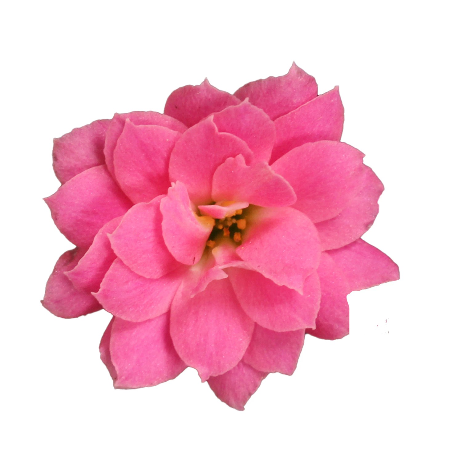 Primo piano di un fiore rosa pieno di Kalanchoe (Flaming Katy)