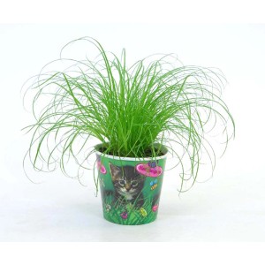 Pianta ornamentale verde 't.b.t.' in vaso con motivo gatto. Pianta d'appartamento decorativa.