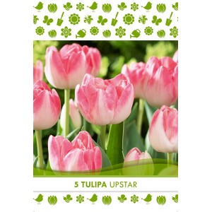 Primo piano di bulbi di tulipano Tulipa Upstar rosa e bianchi.