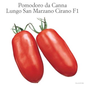 Due pomodori San Marzano rossi, allungati, della categoria Ortaggi da frutto.