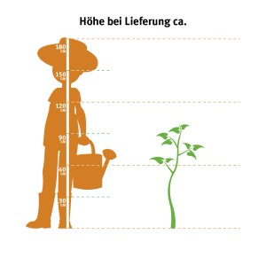 Indicazione delle dimensioni: albero della gomma (Ficus elastica) 3 fusti, altezza 80-90 cm, vaso circa 27 cm.