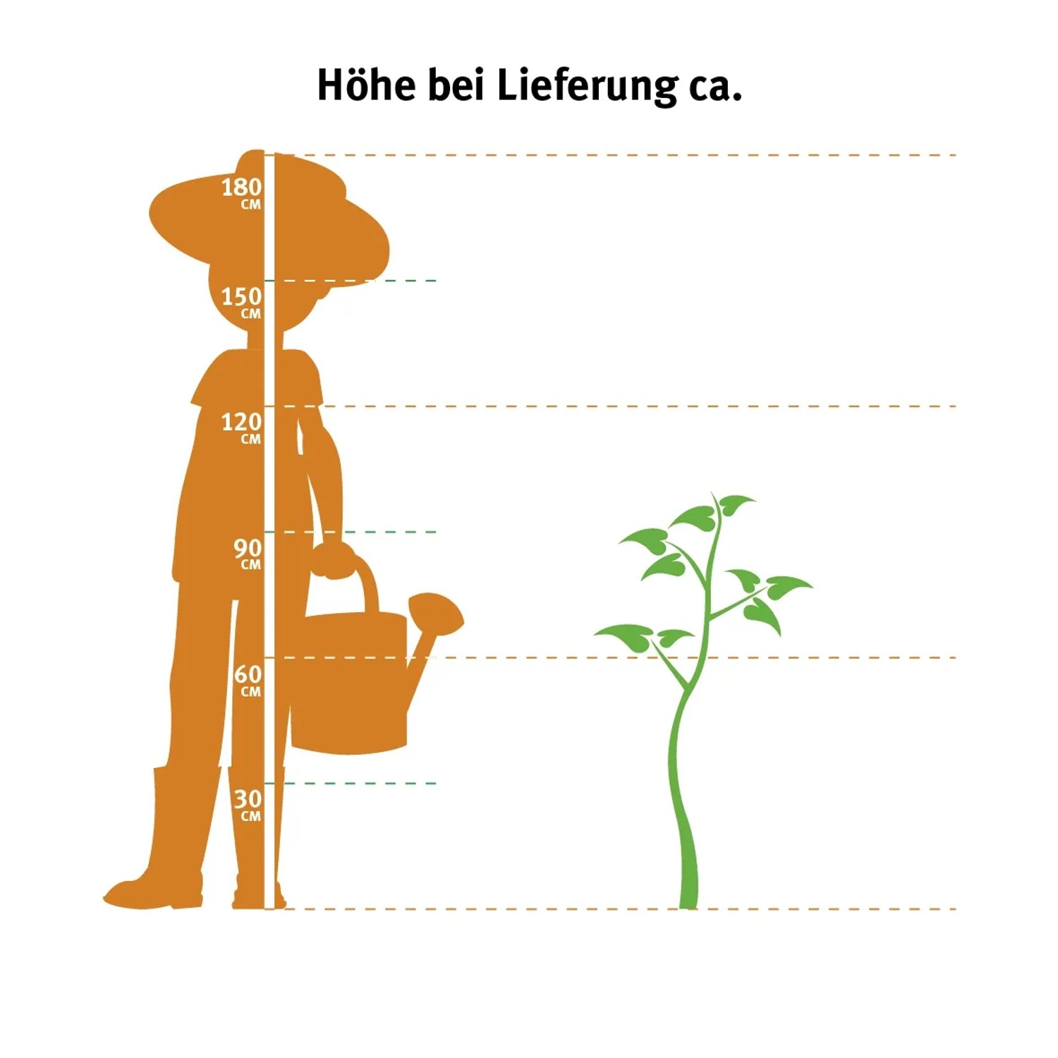 Indicazione delle dimensioni: albero della gomma (Ficus elastica) 3 fusti, altezza 80-90 cm, vaso circa 27 cm.