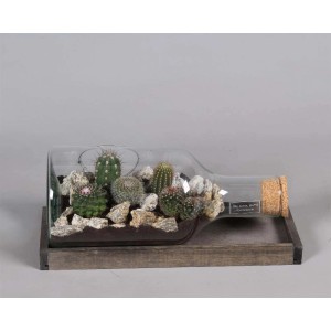 t.b.t. Composizione di piante in vetro su vassoio di legno. Pianta decorativa da interno.