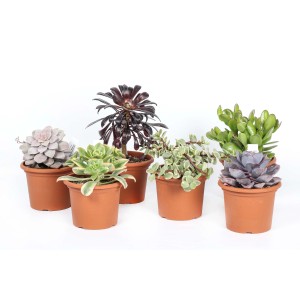 Diverse piante grasse in vaso, ideali per interni ed esterni.