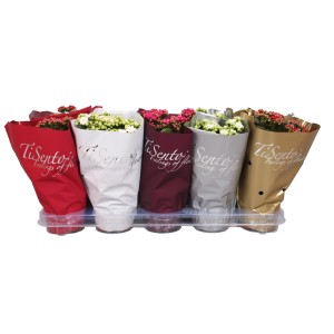 Piante di Calancola di vari colori in vaso con confezione decorativa di carta.