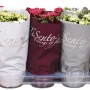 Piante di Calancola di vari colori in vaso con confezione decorativa di carta.