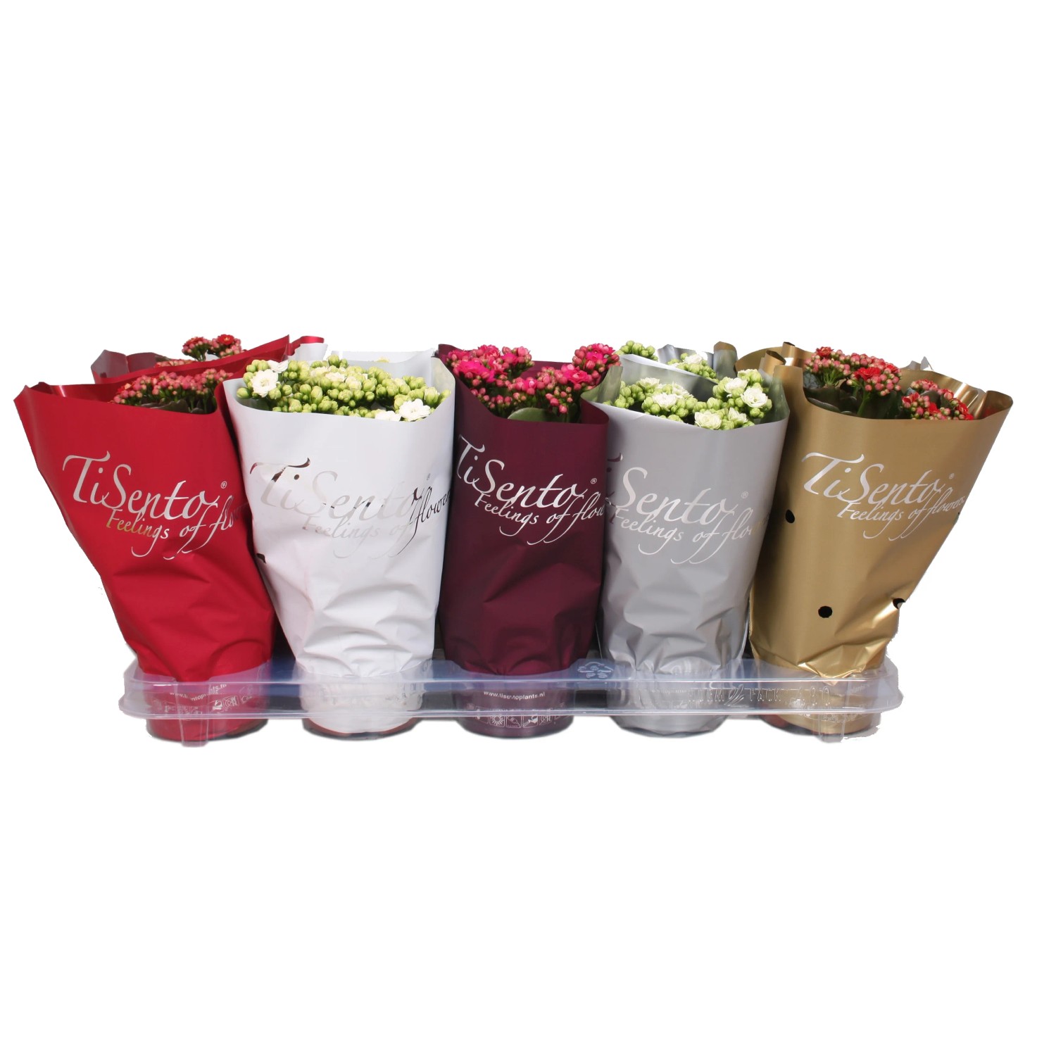 Piante di Calancola di vari colori in vaso con confezione decorativa di carta.