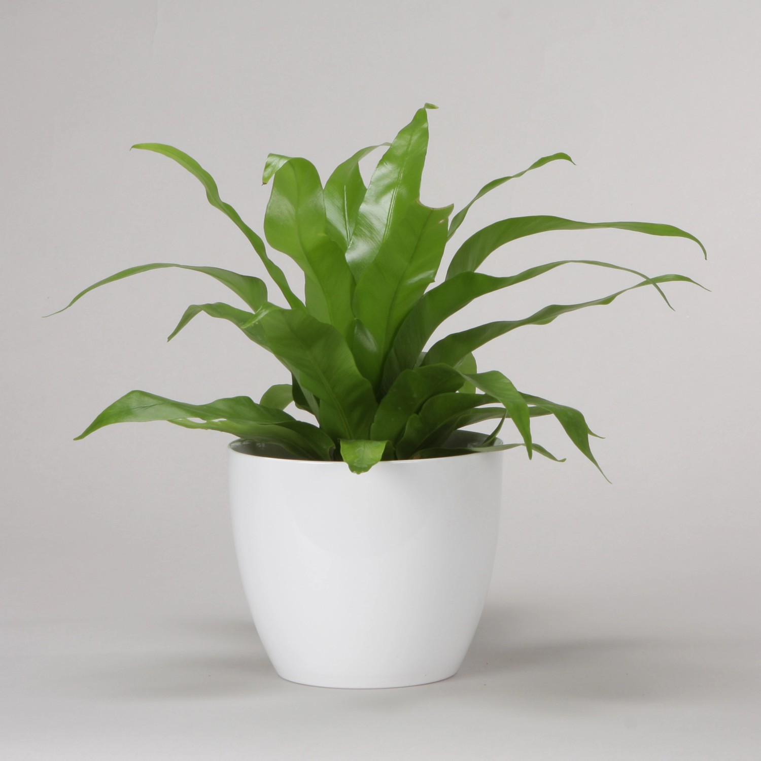 Scheurich vaso 920, Ø 11 cm, Alaska, bianco, con pianta verde.