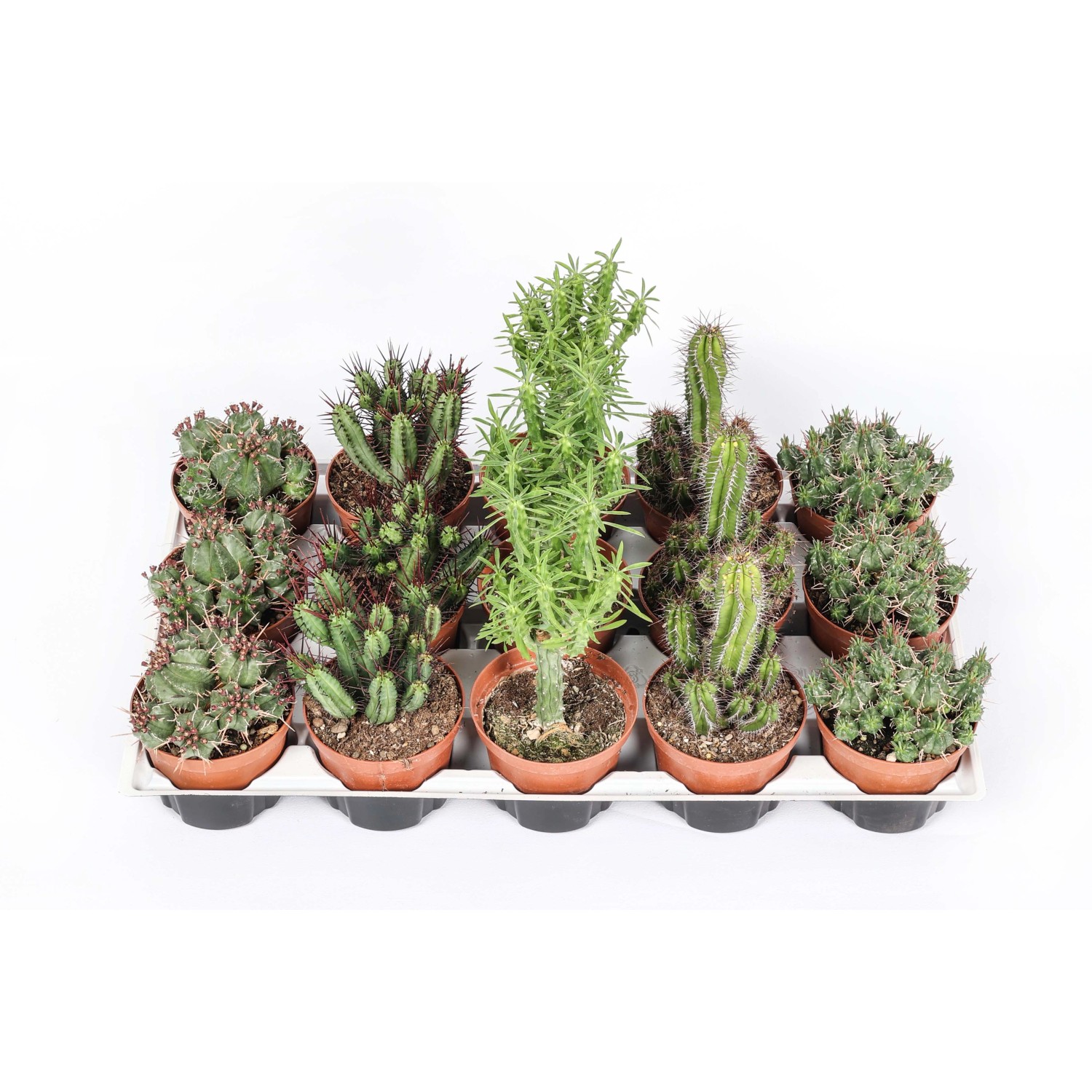 Euphorbia Piante Grasse Mix Vaso ø 10 Cm Obi