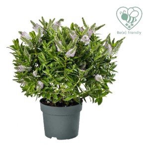 Veronica fiorita in vaso, amica delle api.