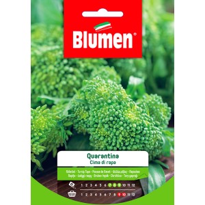 Confezione di semi di cime di rapa 'Quarantina' di Blumen, semi di ortaggi per l'orto.