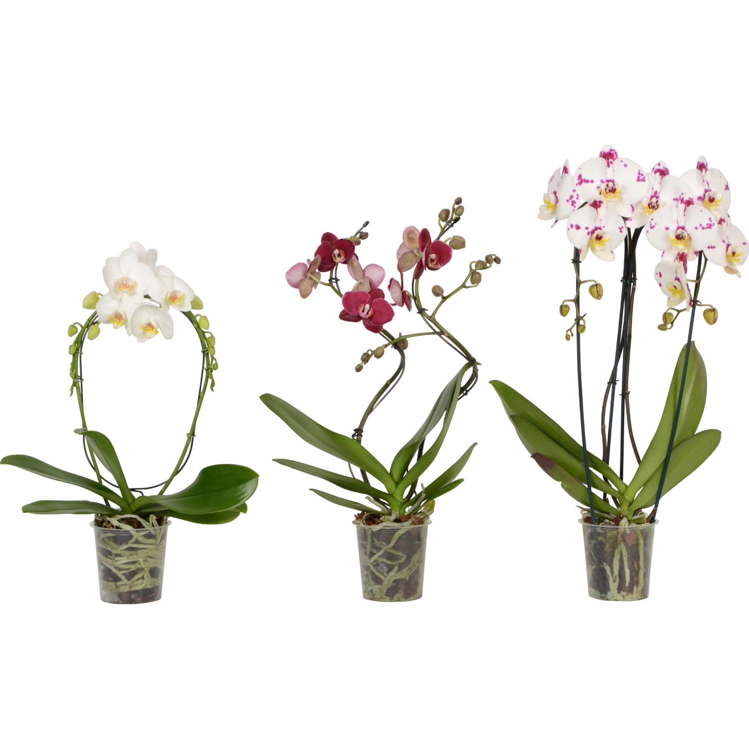 Orchidea Phalaenopsis 2 steli mix vaso Ø 12 cm