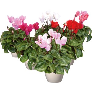 Ciclamini in vaso, vari colori: rosa, rosso, bianco. Vaso-Ø ca. 10,5 cm.
