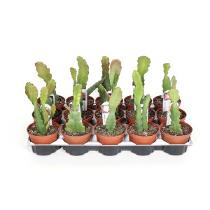 Molti piccoli cactus t.b.t. verdi in vasi marroni su un vassoio.