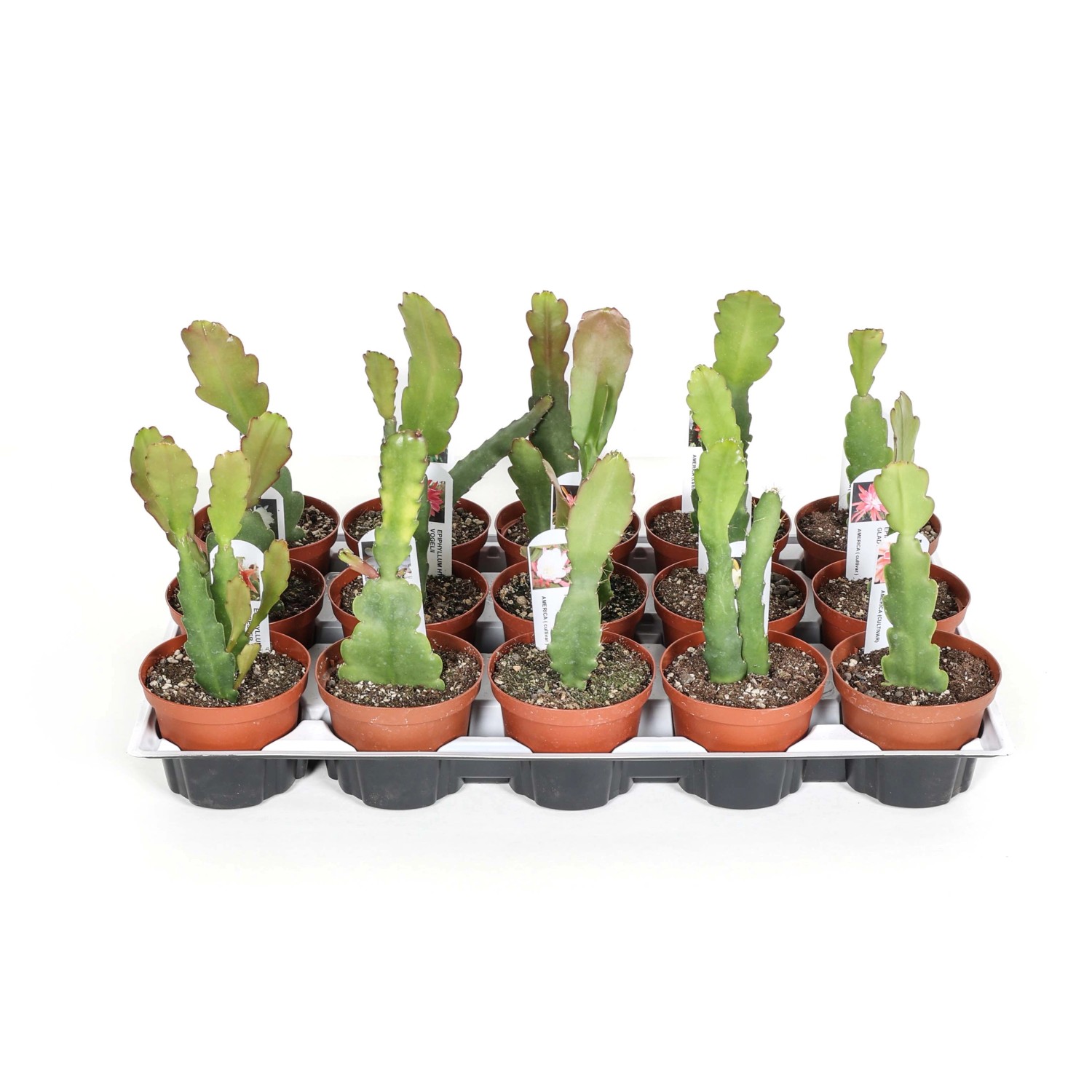 Molti piccoli cactus t.b.t. verdi in vasi marroni su un vassoio.