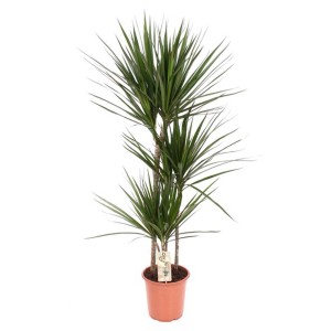Dracaena Marginata Vaso 21 cm