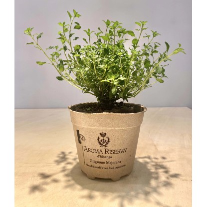 Maggiorana in vaso di carta 100% degradabile Ø 12 cm