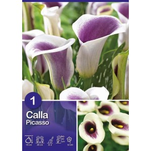 Calla Picasso, fiore bicolore bianco-viola, ideale per aiuole e vasi.