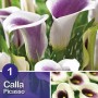 Calla Picasso, fiore bicolore bianco-viola, ideale per aiuole e vasi.
