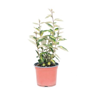Salice oleoso sempreverde H45 cm Vaso 3L