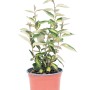 Eleagno sempreverde 'Compacta' in vaso, altezza circa 45 cm. Pianta da siepe decorativa per giardino e terrazza.