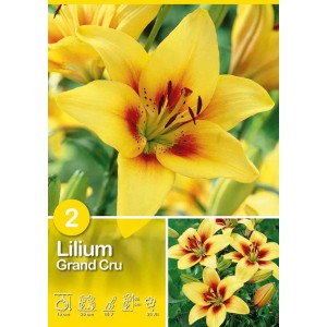 Acquista il giglio giallo 'Grand Cru' come bulbo da fiore. Fiore estivo fiorito per aiuole e giardini.