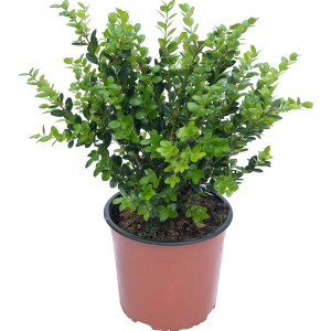 Bossolo t.b.t. verde in vaso marrone.