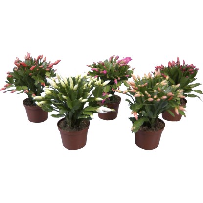 Cactus di Natale vaso Ø 11,5 cm